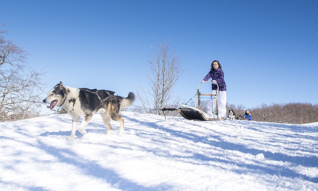 Conduite attelage 1/2 journée (client accompagné)